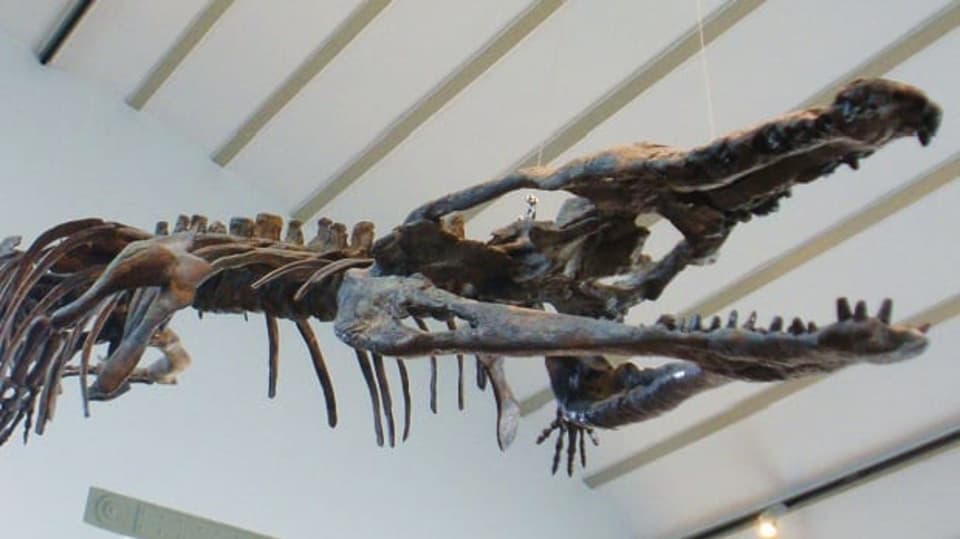 Machimosaurus_sp